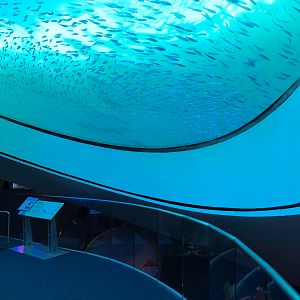 Aquarium - Gulf Stream Exhibit - The Deep Level - Oculus