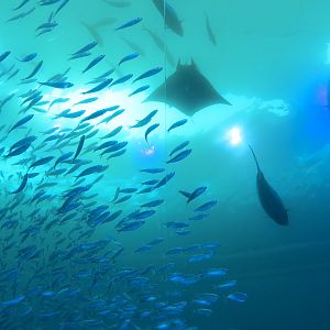 Aquarium - Gulf Stream Exhibit - The Deep Level