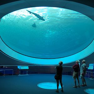 Aquarium - Gulf Stream Exhibit - The Deep Level - Oculus