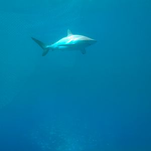 Aquarium - Gulf Stream Exhibit - The Dive Level - Silky Shark