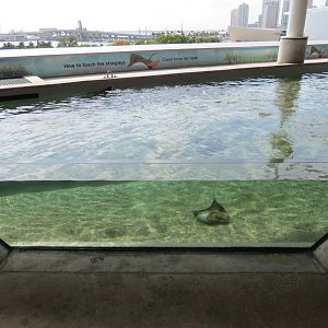 Aquarium - Florida Bay Exhibit - Bat Ray Touchtank