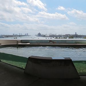 Aquarium - Florida Bay Exhibit - Bat Ray Touchtank