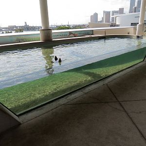 Aquarium - Florida Bay Exhibit - Bat Ray Touchtank