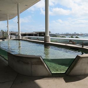 Aquarium - Florida Bay Exhibit - Bat Ray Touchtank