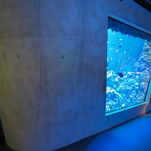 Aquarium - Coral Reef Exhibit - The Dive Level