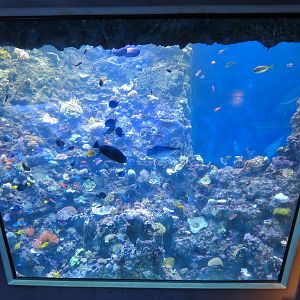 Aquarium - Coral Reef Exhibit - The Dive Level