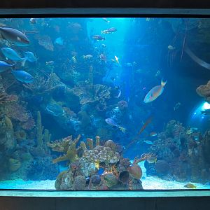 Aquarium - Florida Reef Exhibit - The Dive Level