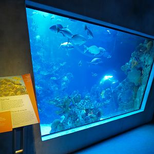 Aquarium - Florida Reef Exhibit - The Dive Level