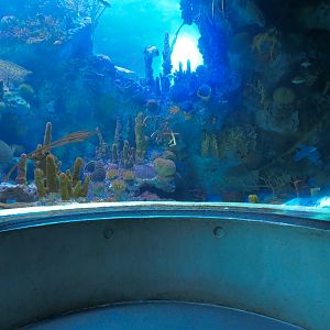 Aquarium - Florida Reef Exhibit - The Dive Level - Visitor Crawl Tunnel