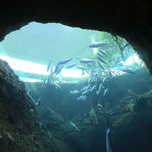 Aquarium - Florida Coast Exhibit - The Dive Level