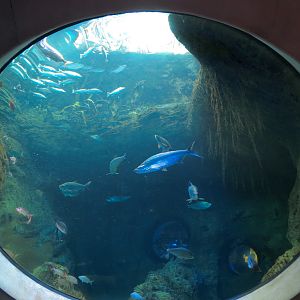 Aquarium - Florida Coast Exhibit - The Dive Level