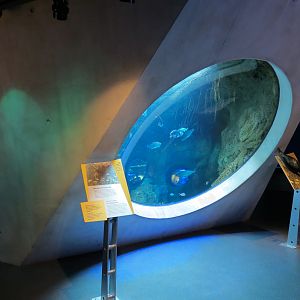 Aquarium - Florida Coast Exhibit - The Dive Level