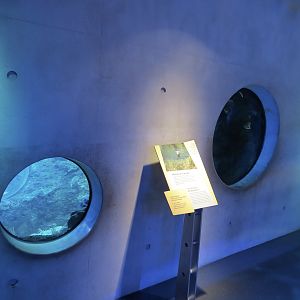 Aquarium - Florida Coast Exhibit - The Dive Level