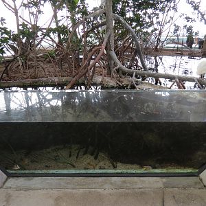 Aquarium - Juvenile Fish Exhibit in Aviary