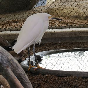 Aquarium - Aviary - Egret