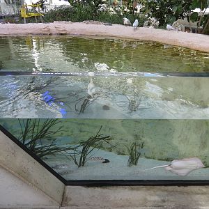 Aquarium - Aviary - Beach Exhibit