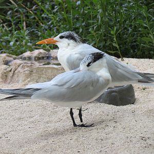 Aquarium - Aviary - Beach Exhibit - Royal Tern
