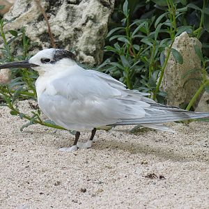 Aquarium - Aviary - Beach Exhibit - Sandwich Tern