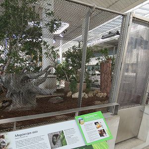 Aquarium - Eastern Screech Owl Exhibit