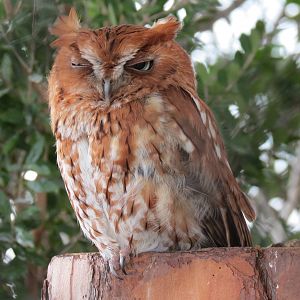 Aquarium - Eastern Screech Owl Exhibit