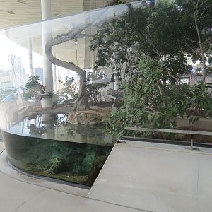 Aquarium - American Crocodile Exhibit