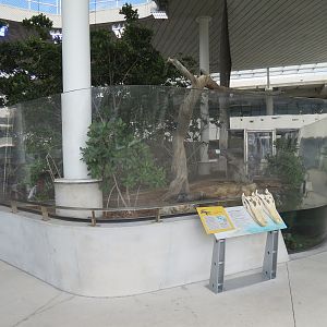 Aquarium - American Crocodile Exhibit
