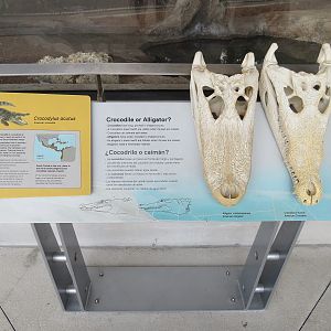 Aquarium - American Crocodile Exhibit - Sign