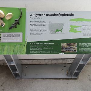 Aquarium - American Alligator Exhibit - Sign