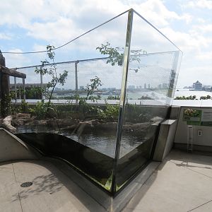 Aquarium - American Alligator Exhibit