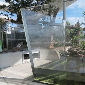 Aquarium - American Alligator Exhibit