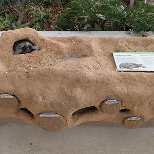 Aquarium - Gopher Tortoise Interpretive Display