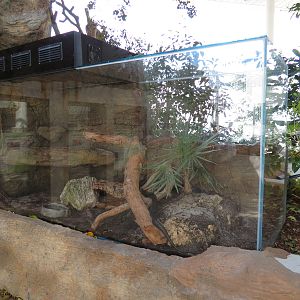 Aquarium - Eastern Indigo Snake Exhibit