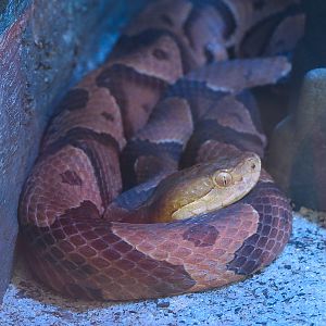 Aquarium - 5 Snake Exhibits - Southern Copperhead