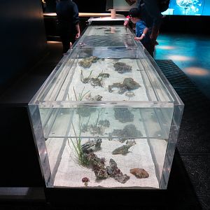 Aquarium - The Dive - Touchtank