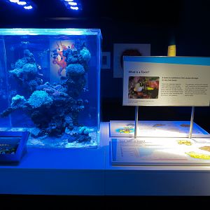 Aquarium - The Dive - Banggai Cardinal Fish and Others Exhibit