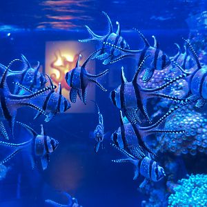Aquarium - The Dive - Banggai Cardinal Fish and Others Exhibit