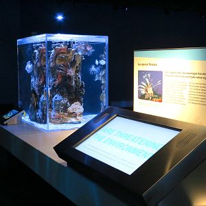 Aquarium - The Dive - Accidental Release Exhibit