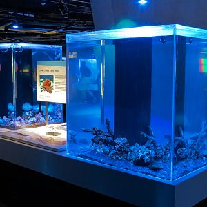 Aquarium - The Dive - Flamboyant Cuttlefish Exhibit
