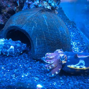 Aquarium - The Dive - Flamboyant Cuttlefish Exhibit