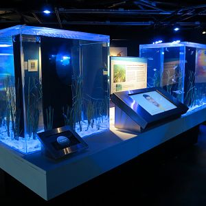 Aquarium - The Dive - Northern Saehorse Exhibit