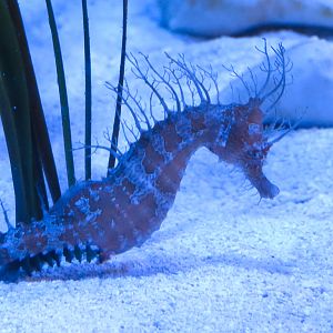 Aquarium - The Dive - Northern Seahorse Exhibit