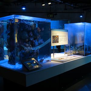 Aquarium - The Dive - Poison Or Venom Exhibits