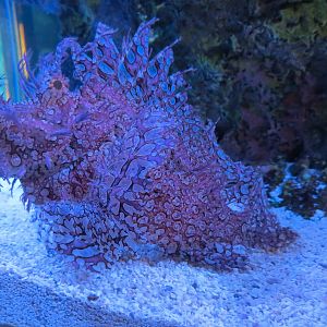 Aquarium - The Dive - Poison Or Venom Exhibits - ID?