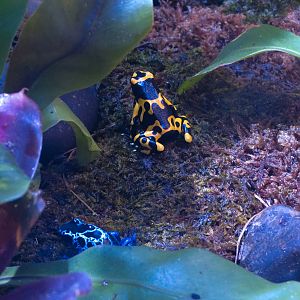 Aquarium - The Dive - Poison Or Venom Exhibits - Yellow Striped Poison Arrow Frog