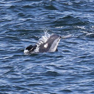Atlantic white-sided dolphin (Lagenorhynchus acutus)