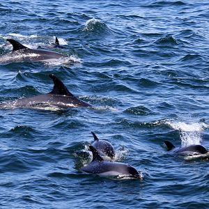 Atlantic white-sided dolphin (Lagenorhynchus acutus)