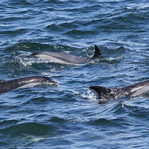 Atlantic white-sided dolphin (Lagenorhynchus acutus)