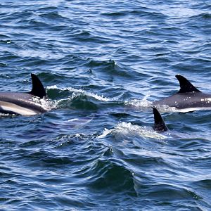 Atlantic white-sided dolphin (Lagenorhynchus acutus)