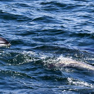 Atlantic white-sided dolphin (Lagenorhynchus acutus)
