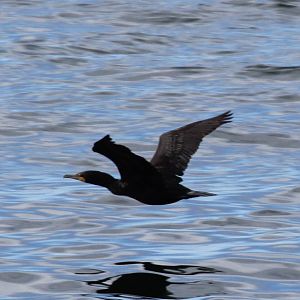 double-crested cormorant (Phalacrocorax auritus)